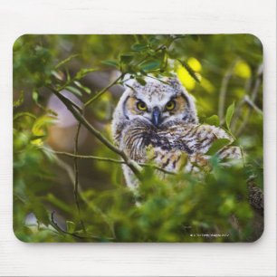 Tapis De Souris Grand jeune hibou à cornes