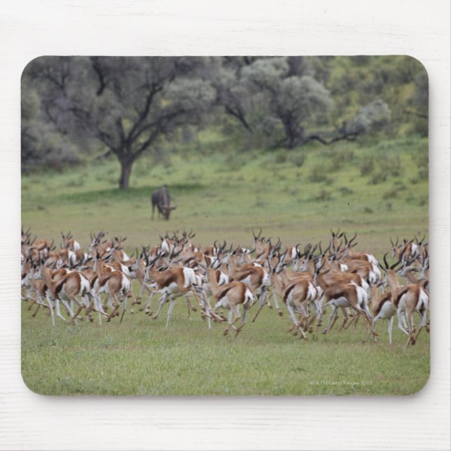 Tapis De Souris grand troupeau de Springbock, Antidorcas marsupial (Devant)