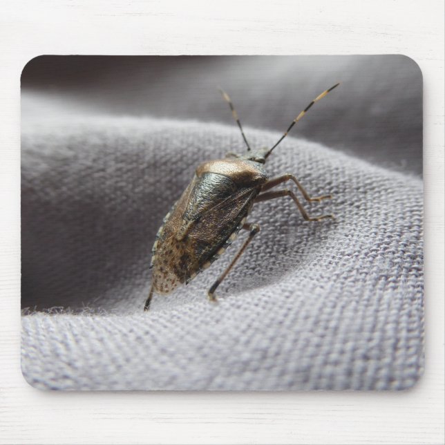 Tapis De Souris Graue Gartenwanze buggy buggy stink bug (Devant)