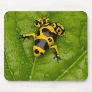 Tapis De Souris Grenouille de dard de poison de bourdon