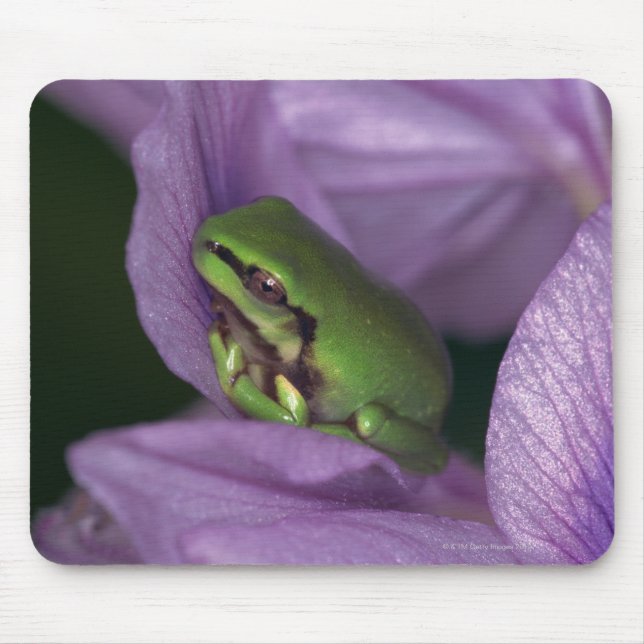 Tapis De Souris Grenouille des arbres de White (Devant)