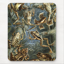 Grenouille et crapaud Ernst Haeckel vintage