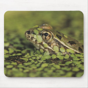 Tapis De Souris Grenouille Léopard Rio Grande, Rana berlandieri,