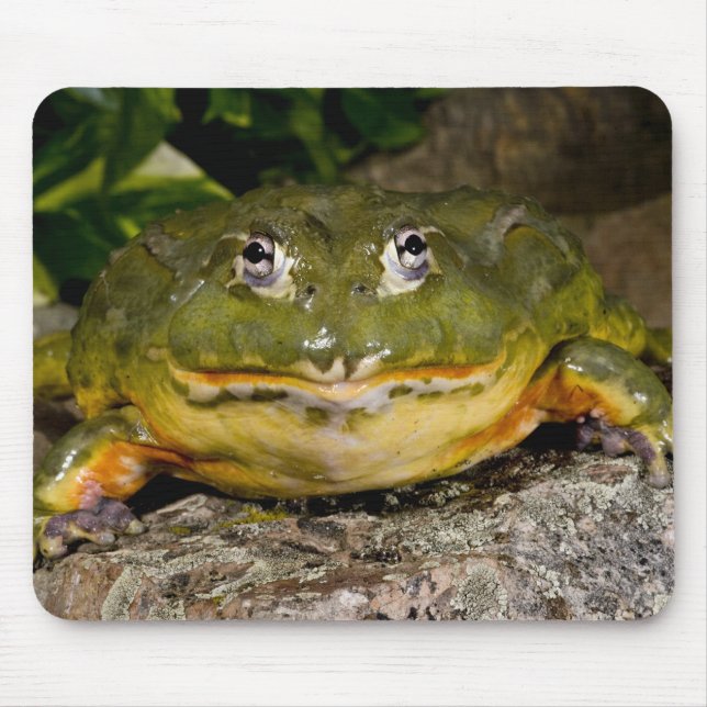 Tapis De Souris Grenouille-taureau africaine, Pyxicephalus (Devant)