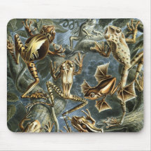 Grenouilles