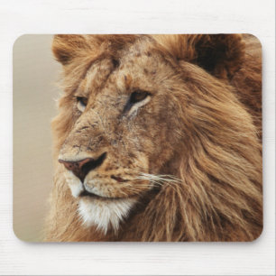 Tapis De Souris Gros plan du lion mâle