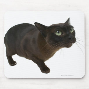 Tapis De Souris Gros plan d'un chat 2