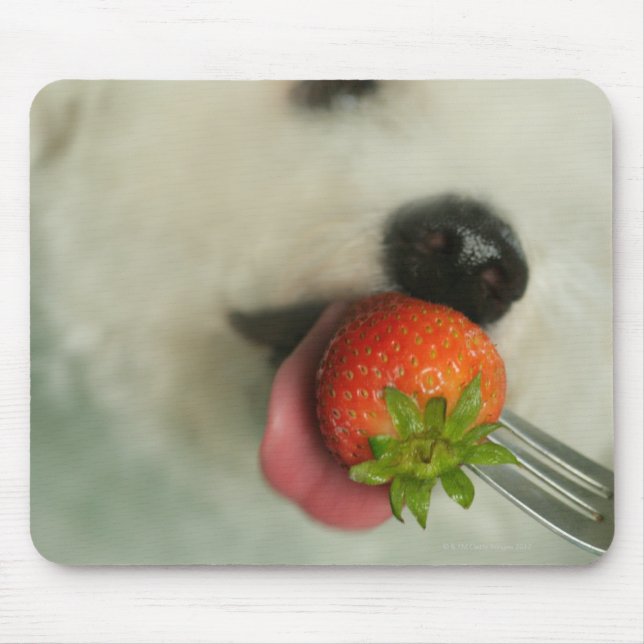 Tapis De Souris Gros plan d'une Bichon Frise mangeant une fraise (Devant)