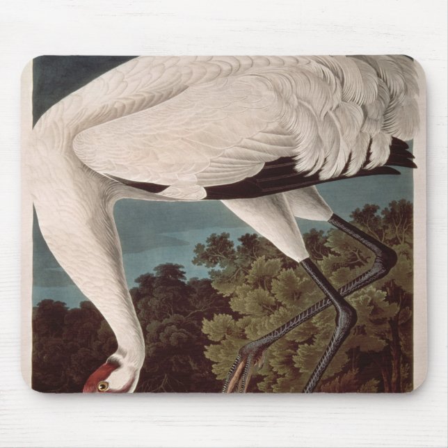 Tapis De Souris Grue de huée, des 'oiseaux d'America (Devant)