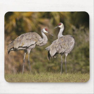 Tapis De Souris Grues de Sandhill