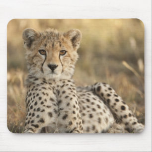 Tapis De Souris Guépard, Acinonyx jubatus