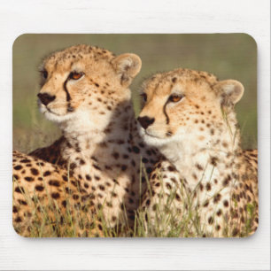 Tapis De Souris Guépard Allongé Dans L'herbe, Ngorongoro Conservat