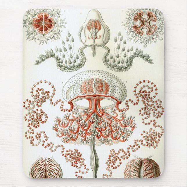 Tapis De Souris Haeckel (Devant)