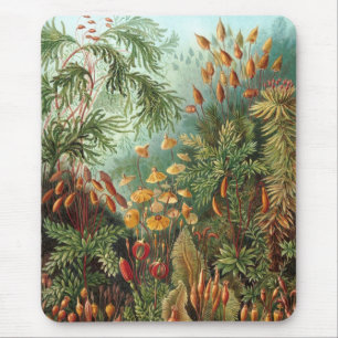 Tapis De Souris Haeckel