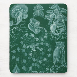 Tapis De Souris Haeckel