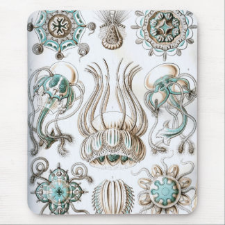 Tapis De Souris Haeckel
