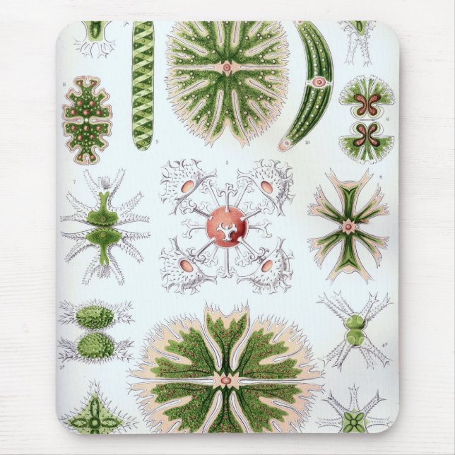 Tapis De Souris Haeckel (Devant)