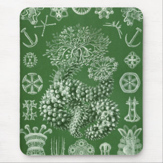 Tapis De Souris Haeckel