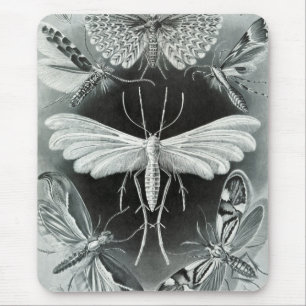 Tapis De Souris Haeckel Moths
