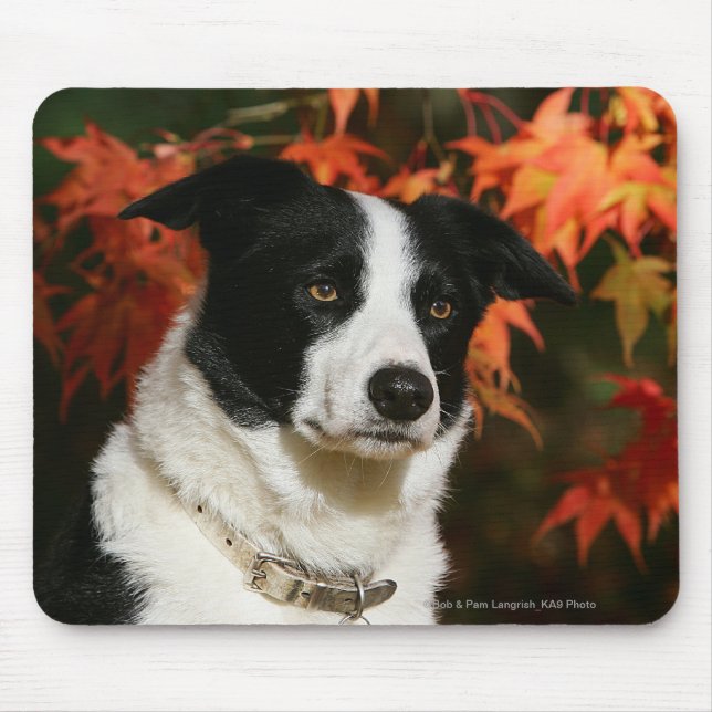 Tapis De Souris Headshot d'automne de border collie (Devant)