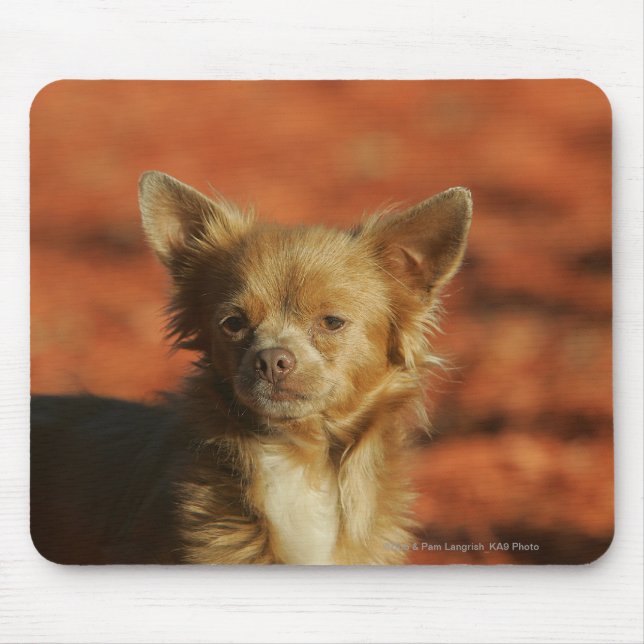 Tapis De Souris Headshot de chiot de chiwawa (Devant)