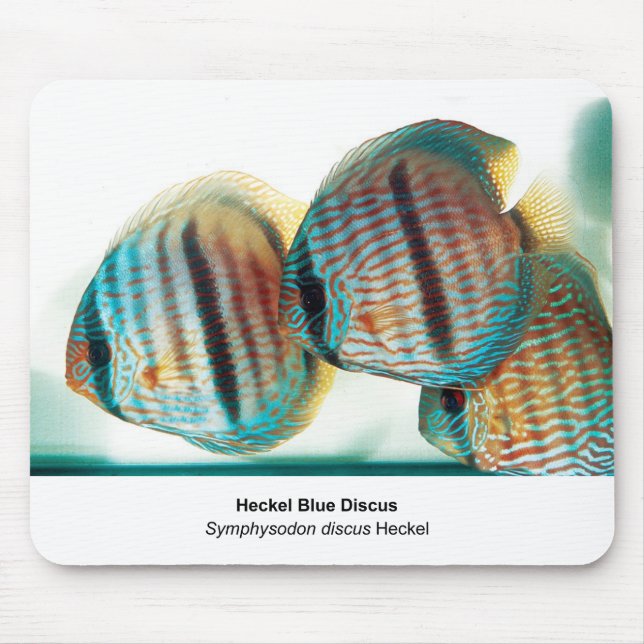 Tapis De Souris Heckel Blue Discusのマウスパッド (Devant)