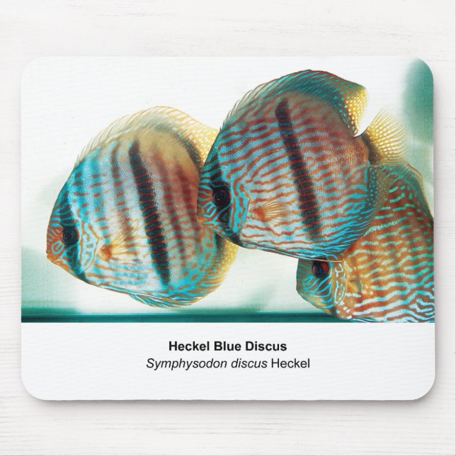 Tapis De Souris Heckel Blue Discus (Devant)