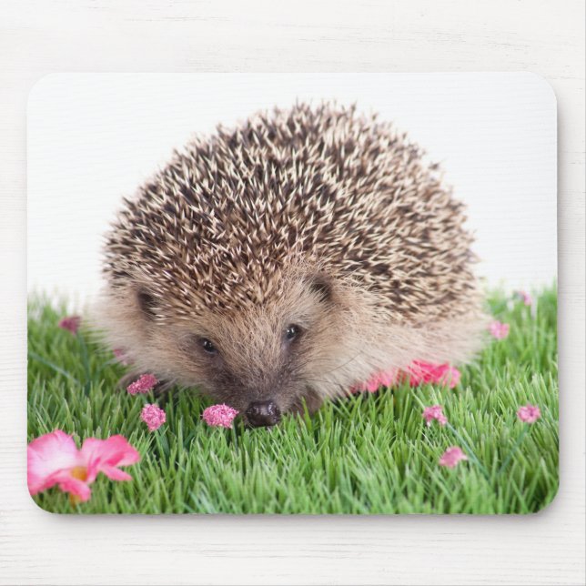 Tapis De Souris hedgehog, (Devant)