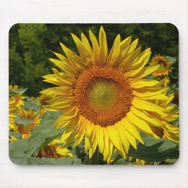Tapis De Souris Helianthus annuus (Devant)