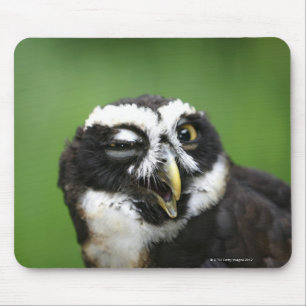 Tapis De Souris Hibou à lunettes (perspicillata de Pulsatrix)