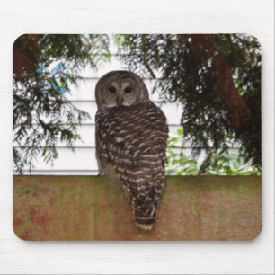Tapis De Souris Hibou de baie de bouleau