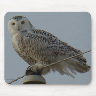 Tapis De Souris Hibou des neiges B38