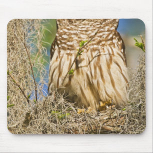 Tapis De Souris Hibou moyen-duc (Strix varia) perché dans un cyprè