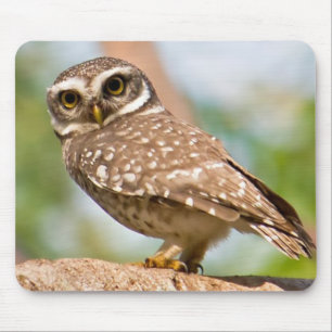 Tapis De Souris Hibou repéré sur le vol de matin
