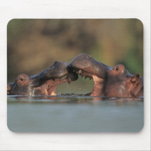 Tapis De Souris Hippopotames (Hippopotamus Amphibius) Lutte