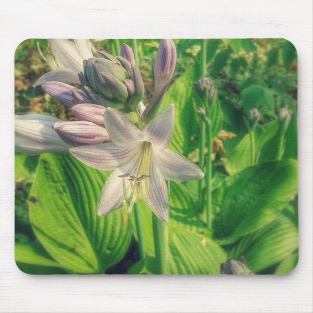 Tapis De Souris Hosta (Devant)