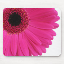 Hot pink gerbera