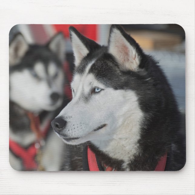 Tapis De Souris Husky dog before a race (Devant)