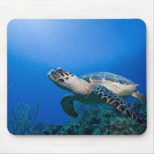 Tapis De Souris Îles Caïmans, Little Cayman Island, Sous l'eau 2