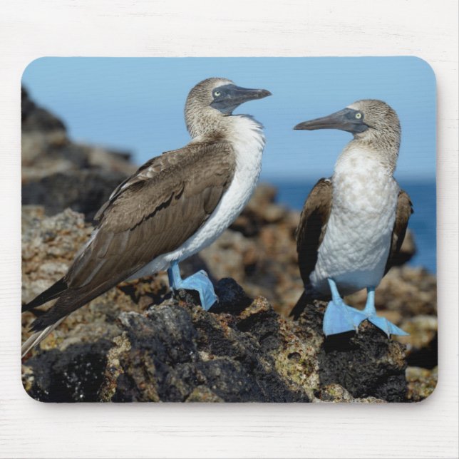 Tapis De Souris Îles Galapagos, île d'Isabela (Devant)