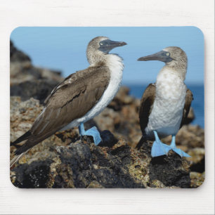 Tapis De Souris Îles Galapagos, île Isabela