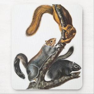 Tapis De Souris Illustration de l'écureuil de chat (Sciurus cinere