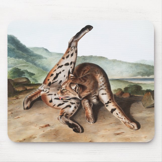 Tapis De Souris Illustration de Lynx texane (Lynx rufus var macula (Devant)