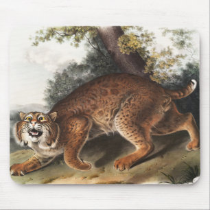 Tapis De Souris Illustration du chat sauvage américain (Lynx rufus