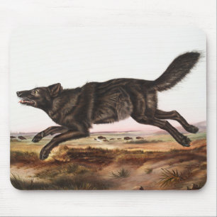 Tapis De Souris Illustration du loup noir américain (Canis lupus)