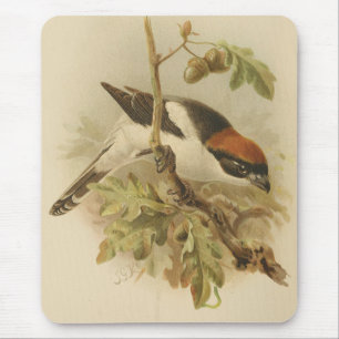 Tapis De Souris Illustration vintage de Woodchat Shrike