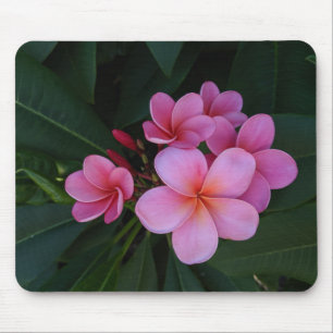 Tapis De Souris Images de fleurs de plumeria rose
