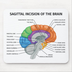 Tapis De Souris Incision sagitale du cerveau