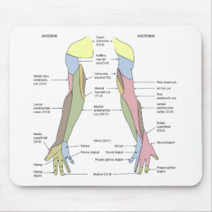 Tapis De Souris Innervation cutanée du membre supérieur du système