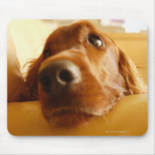 Tapis De Souris Irish Setter sur canapé